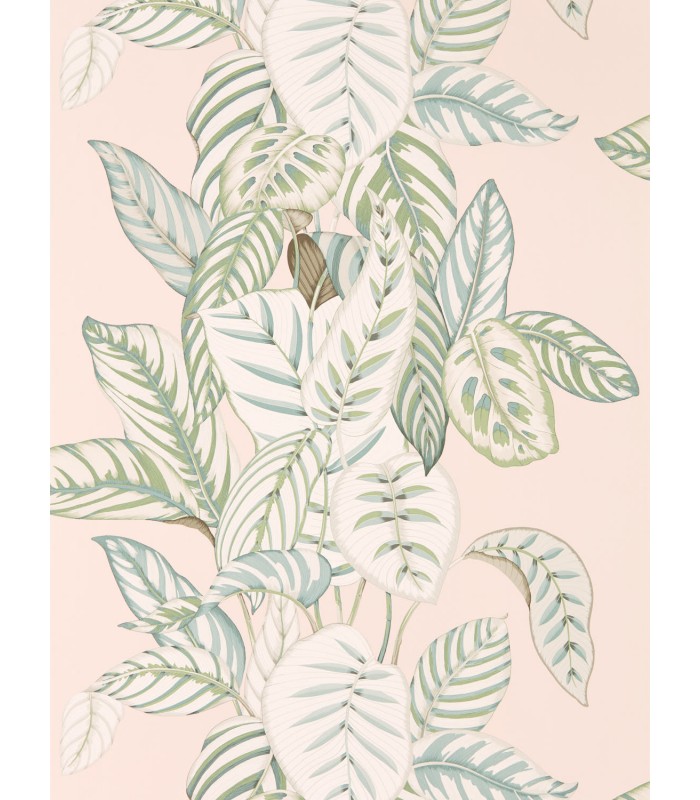 Calathea