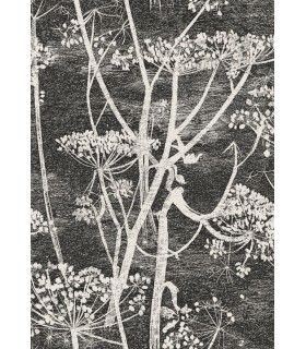 Cow Parsley