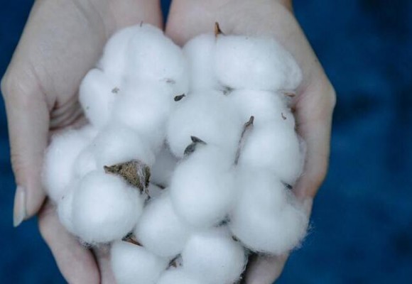 Cos'è il cotone organico?
